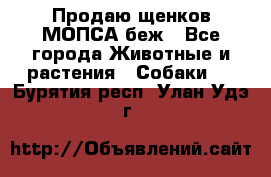 Продаю щенков МОПСА беж - Все города Животные и растения » Собаки   . Бурятия респ.,Улан-Удэ г.